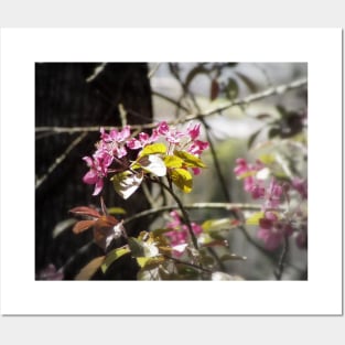 red Malus 'Radiant' crab apple blossoms #4 Posters and Art